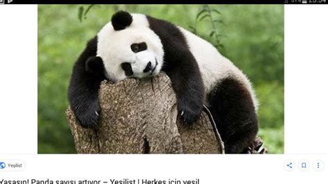 pandaların nesli neden tükeniyor ingilizce